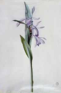 花片